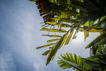 Palmenblätter im Gegenlicht