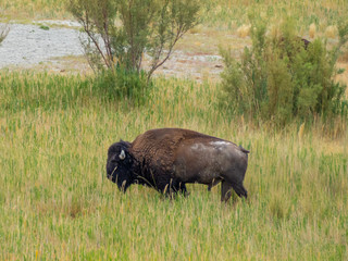 Salt Lake City, Antelope Island buffalo reservation, bison heard
