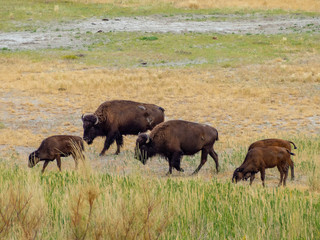Salt Lake City, Antelope Island buffalo reservation, bison heard