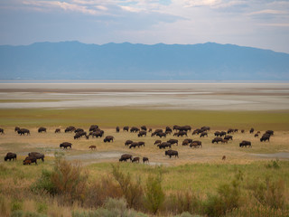 Fototapeta na wymiar Salt Lake City, Antelope Island buffalo reservation, bison heard