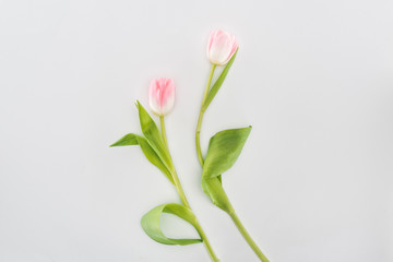 top view of two pink tulip flowers isolated on grey