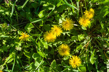 Bright blooming yellow dandelion flowers in meadow on spring time.
