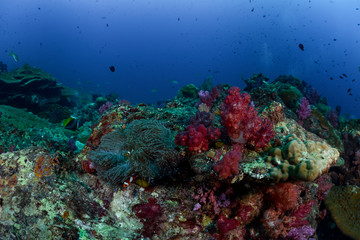 Naklejka na ściany i meble Coral reef fish aquatic life