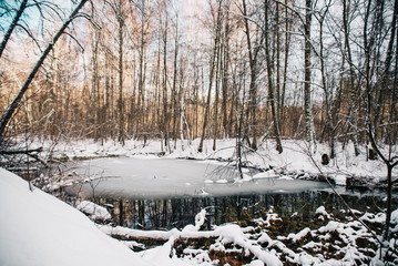 Fototapeta na wymiar European forest in winter