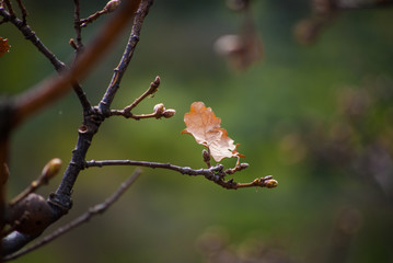 Foglia autunnale