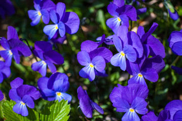 Fiori Viola