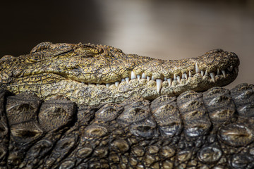 A large dangerous Crocodile