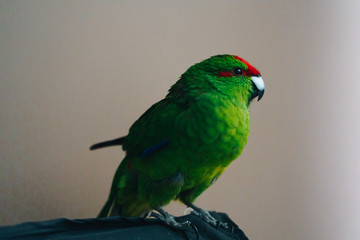 Green red-fronted Kakariki parrot isolated on gray background.