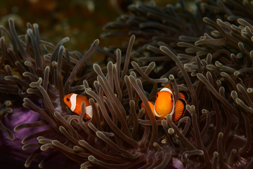 Clown fish on coral reef