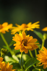 bouquet of bright yellow flowers Heliopsis helianthoides