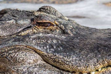 A large dangerous Crocodile