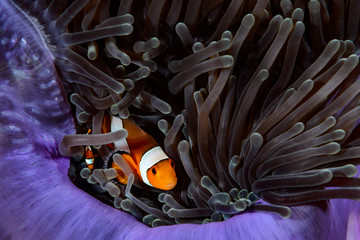 Clown fish on coral reef