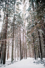 European forest in winter