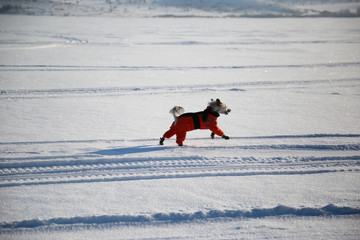 Dog in an orange overalls and boots on walk in winter