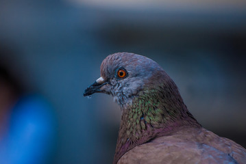 Piccione