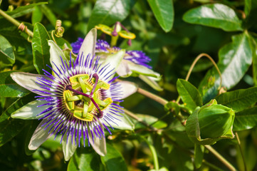 passion flower Passiflora caerulea Passionflower against green garden background
