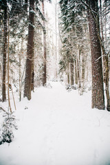 European forest in winter