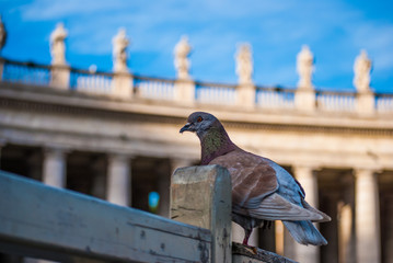 Fototapeta premium Piccione