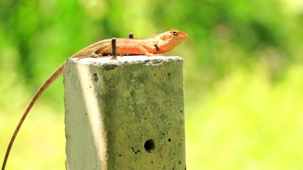 Dragon lizards on a green background