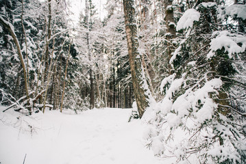 European forest in winter