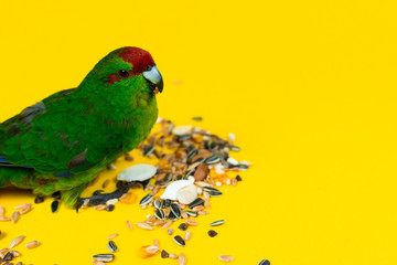 Close up beautiful green red-fronted Kakariki parrot eating seeds isotated on yellow background. Green parrot