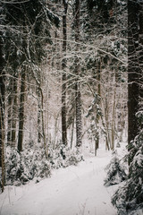 European forest in winter