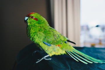 Close up beautiful green red-fronted Kakariki parrot at home.