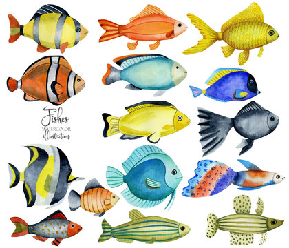 Watercolor oceanic fishes collection, hand painted isolated on a white background