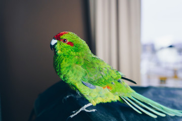 Close up beautiful green red-fronted Kakariki parrot at home. Green parakeet