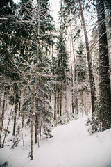 European forest in winter