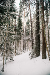 European forest in winter