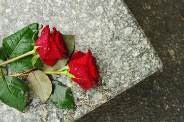 Red roses on a tombstone of granite. Memory of the dead.
