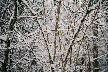 European forest in winter