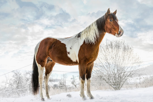 American Paint Horse in sunny day in winter. Czech Republic