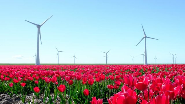Red tulips in a field with wind turbines in the background during a beautiful spring day in Holland.