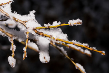 Tree branch covered in snow