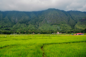 Fototapeta na wymiar Beautiful Rice field view of Lake Toba, Samosir Island, North Sumatra, Indonesia