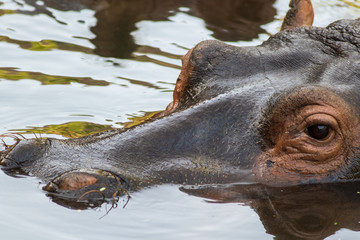Hippopotamus