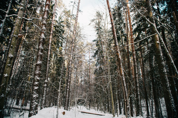 Fototapeta premium European forest in winter