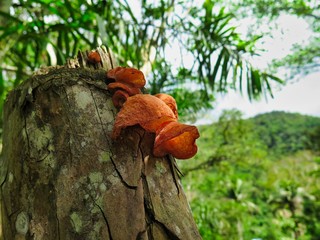 Mushroom in forest