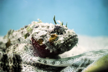 Stonefish, Synanceia