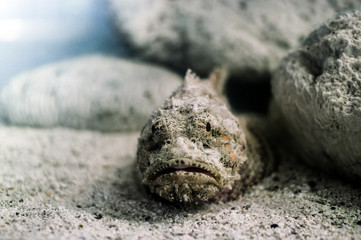 Stonefish, the most venomous fish