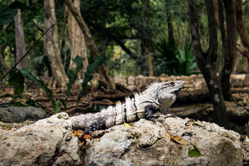 Iguane du Mexique