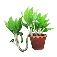 isolated plant in the pot on white background with clipping path