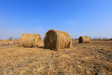 straw roll in the fields