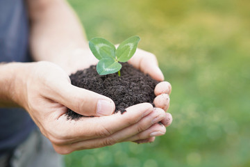 Farmer hands holding thai small tree with soil over blurred nature background. World environment day concept.