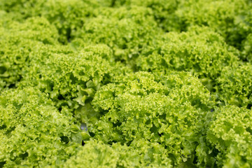 Obraz premium Hydroponic vegetables salad. Health food concept.