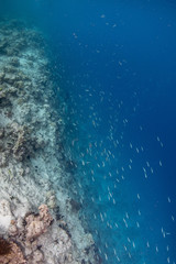 Above the coral reef