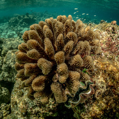 Maldivian corals