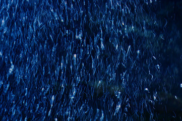 Underwater world. air bubbles in the aquarium.